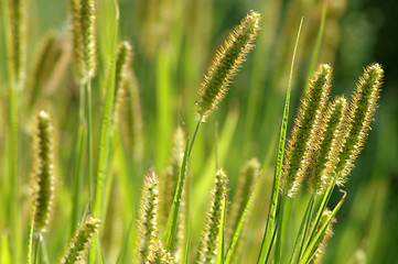 Image showing Green grass