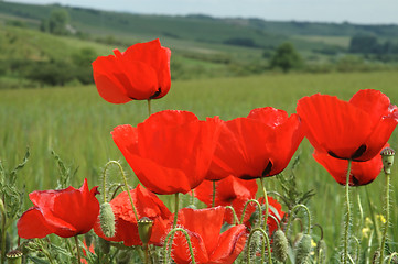 Image showing Poppies