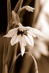 Image showing Flower in sepia