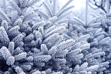 Image showing Pine trees