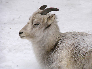 Image showing Goat