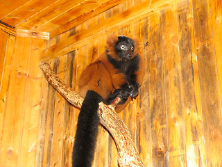 Image showing Red lemur