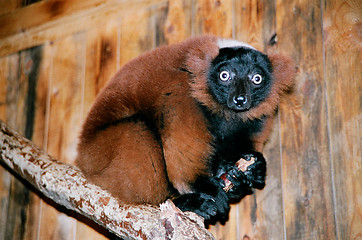 Image showing Red lemur