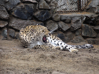 Image showing Persian leopard
