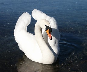 Image showing Swan