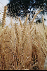 Image showing wheat ripe