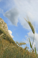 Image showing Barley field