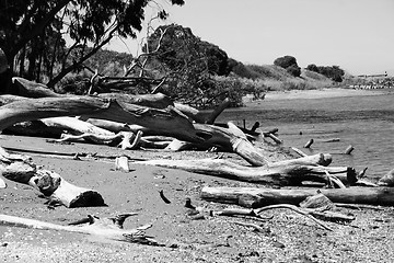 Image showing Driftwood