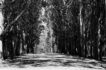 Image showing Road In A Park