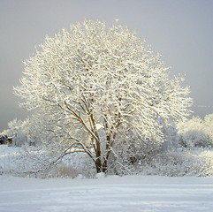 Image showing winther tree
