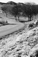 Image showing Road In A Park