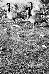 Image showing Three Canadian Geese