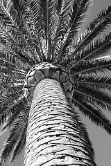 Image showing Tropical Palm Tree