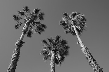 Image showing Tropical Palm Trees