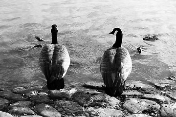 Image showing Two Canadian Geese