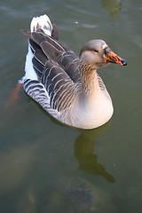 Image showing Gray Duck