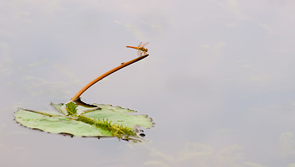 Image showing Dragonfly on stalk