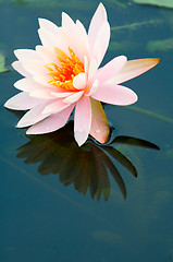 Image showing Pink water lily