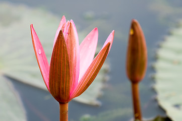 Image showing Pink water lily