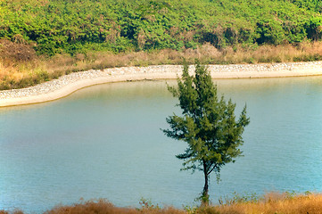 Image showing Lonely tree