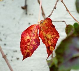 Image showing Details of leaf