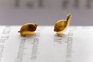 Image showing Small snails