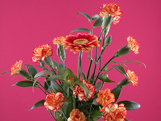 Image showing carnation and gerbera