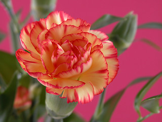 Image showing carnation