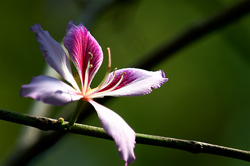 Image showing Bauhinia blakeana