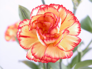 Image showing carnation