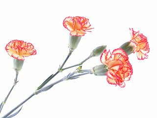 Image showing carnation