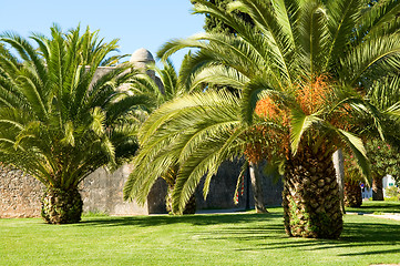 Image showing Palm trees