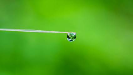 Image showing Water drop on green leaf