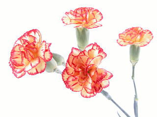 Image showing carnation