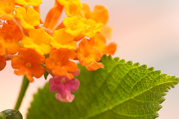 Image showing Lantana camara