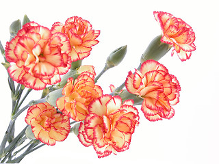 Image showing carnation