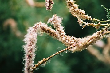 Image showing dry shoots