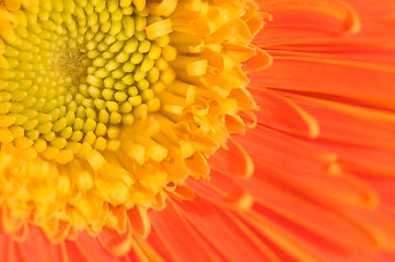 Image showing Orange marguerite