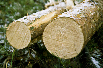 Image showing CHOPPED DOWN TREE 