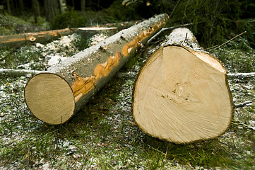 Image showing Chopped trees