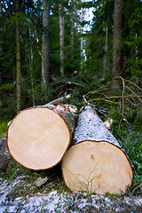 Image showing Chopped trees