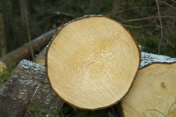 Image showing Chopped down trees