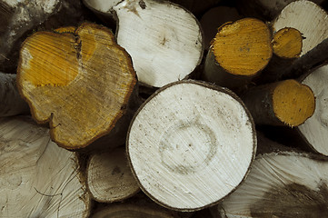 Image showing Chopped trees