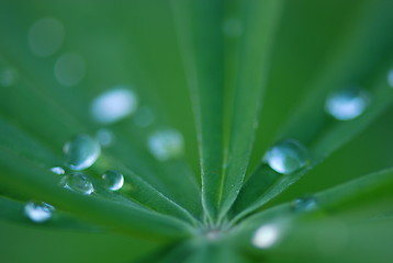 Image showing plant with dew macro