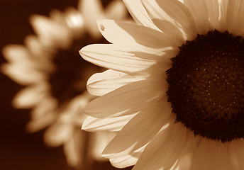 Image showing Sunflower in sepia