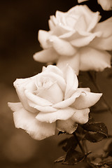 Image showing Roses in sepia