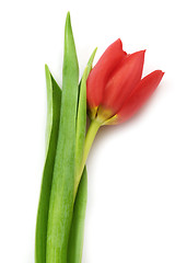 Image showing Red tulip