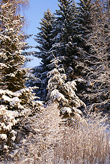 Image showing Snowy Winter Forest