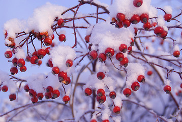 Image showing Red Berries Under Snow
