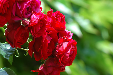 Image showing Red roses